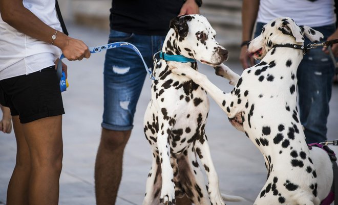 Neki smatraju da bi od kune bolji, prepoznatljiviji i autohtoniji izbor za kovanicu bio pas Dalmatiner/Foto: Nikolina Vuković Stipaničev/CROPIX
