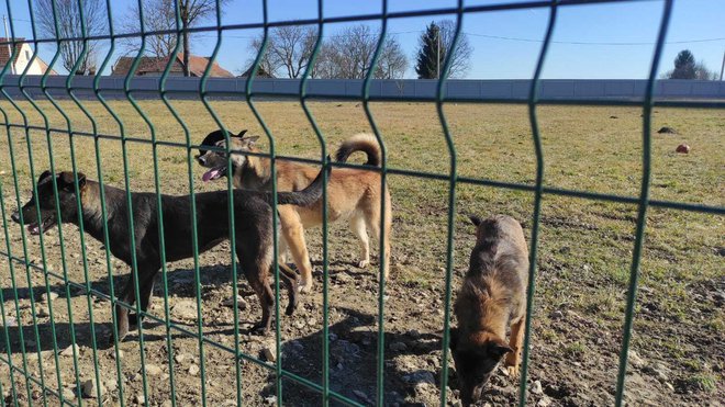 Psi se slobodno kreću po velikom ograđenom dvorištu/Foto: Martina Čapo
