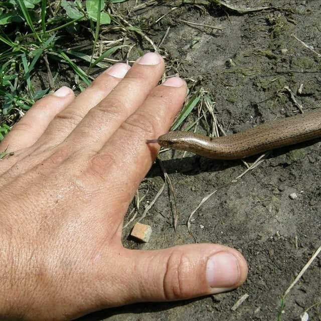 Gušter sljepić kojeg neki ljudi ubrajaju među zmije/Foto: Privatni album
