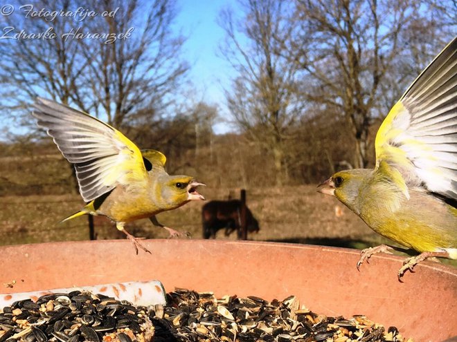 Svađa u ptičjem svijetu na hraniliciFoto: Privatni album
