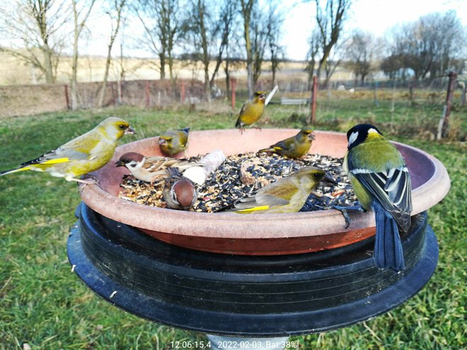 Ptice se goste na jednoj od sedam hranilica/Foto: Privatni album
