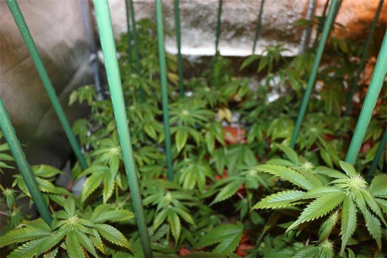 Fotografija: Policija je u kući pronašla više od 90 stabljika marihuane/Foto: MUP RH (ilustracija)
