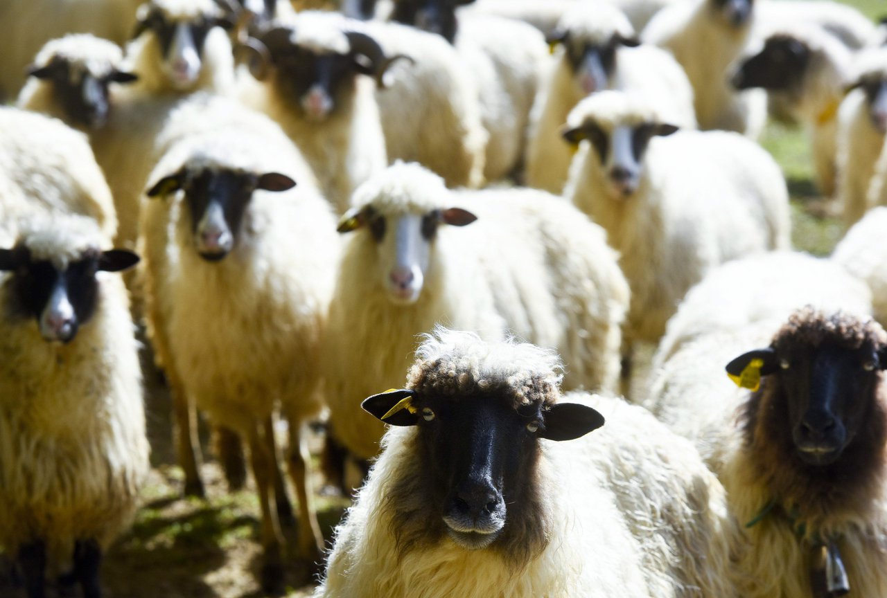 Fotografija: Ovce su napadnute u dvorištu/Foto: Darko Tomas/CROPIX (ilustracija)
