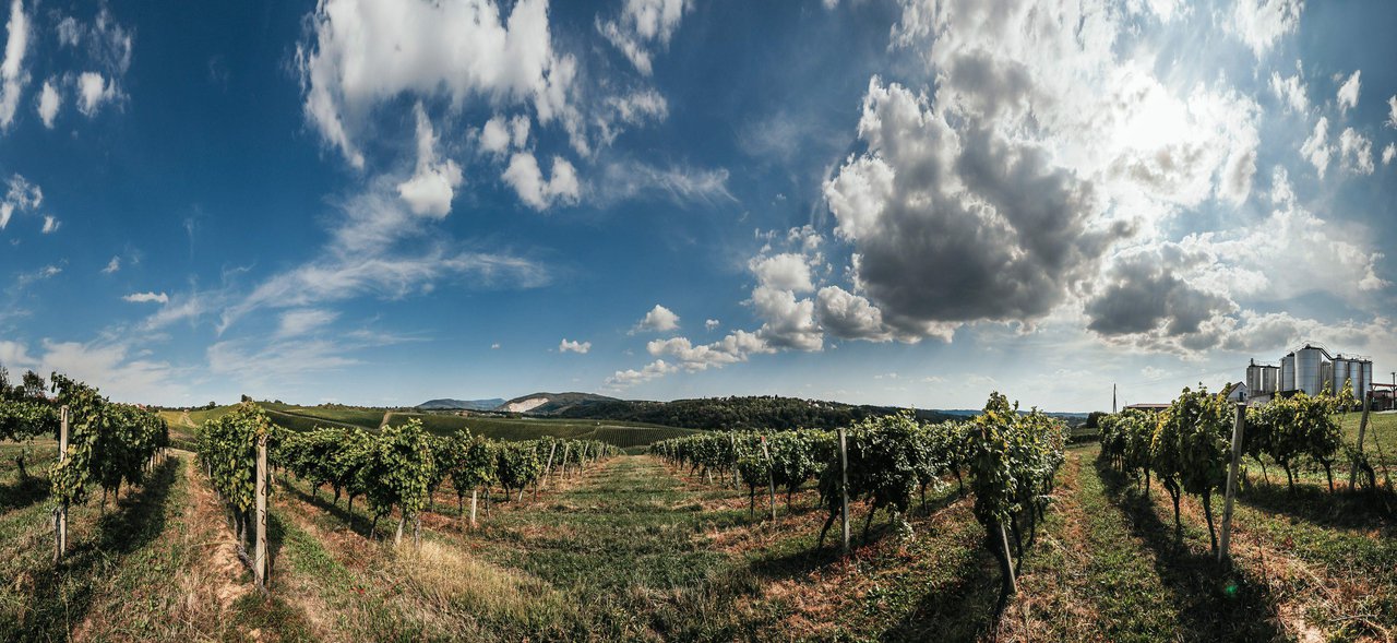 Fotografija: Vinograd Daruvarske vinarije/Foto: Danijel Soldo/CROPIX


















 
