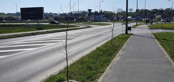 U Slavonskoj ulici posađeno je 55 stabala liquidambara/ Foto: Deni Marčinković
