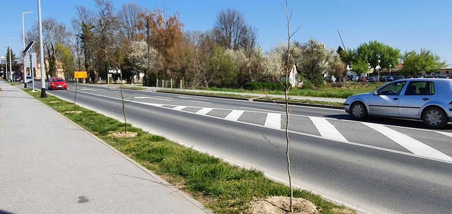 Grad želi posaditi nova stabla u na svim pravcima prema centru/ Foto: Deni Marčinković
