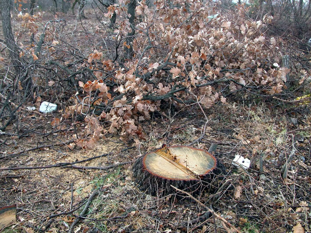 Fotografija: U periodu od dva tjedna lopovi čovjeku srušili i odvezli 10 stabala bagrema/Foto: B. Slavica/Cropix (ilustracija)

