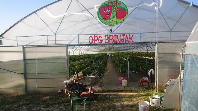 Brinjakov plastenik za horizontalno viseći uzgoj jagoda/Foto: Mario Barać
