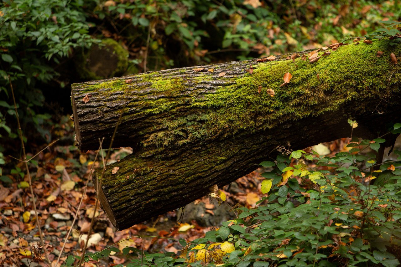 Fotografija: U tri dana netko je 73-godiišnjaku srušio i odvezao više od 40 stabala iz šume/Foto: Nera Simic/CROPIX
