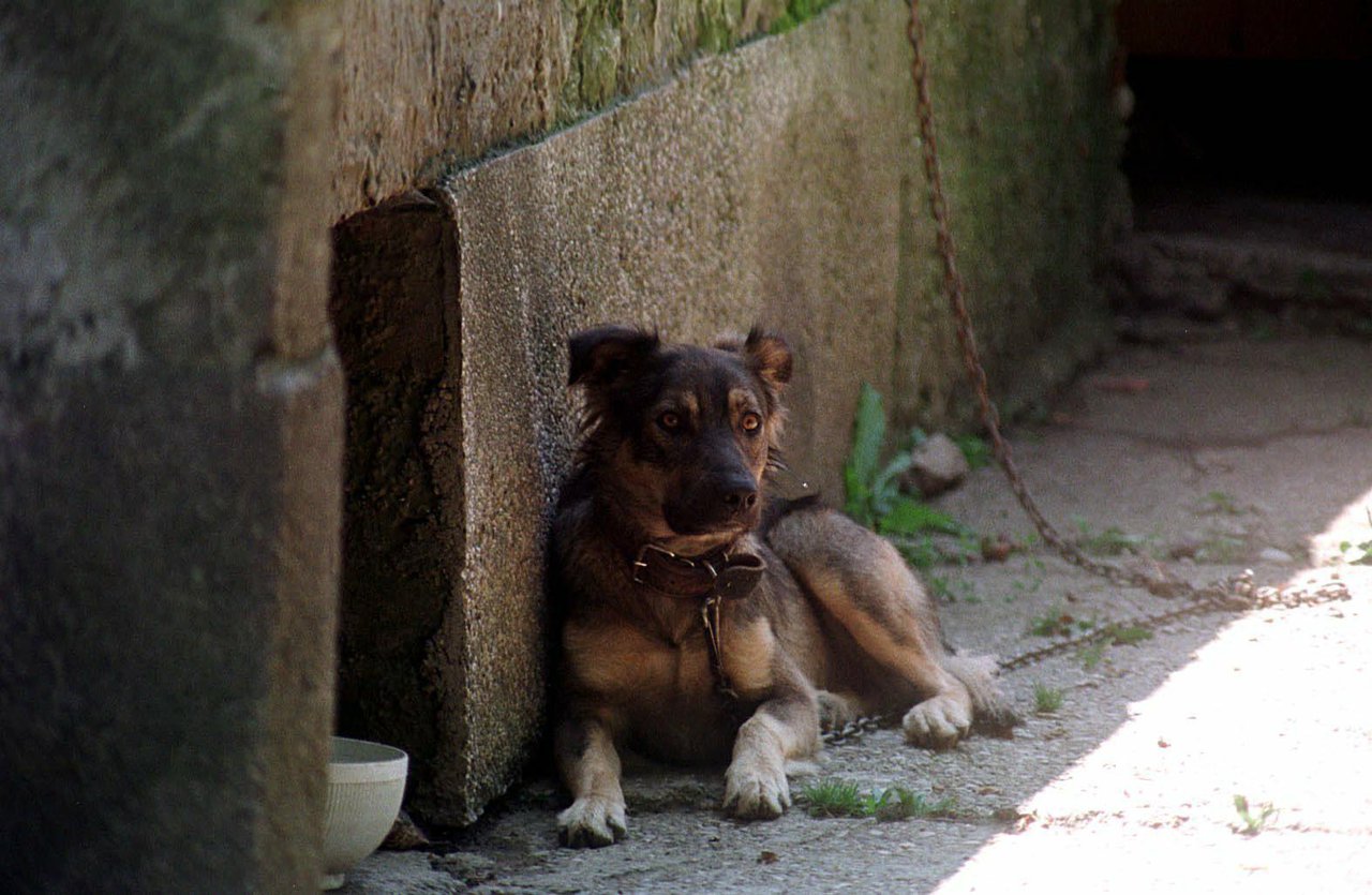 Fotografija: Pas je pobjegao iz otvorenog dvorišta/Foto: Mehkek Goran/Cropix (ilustracija)
