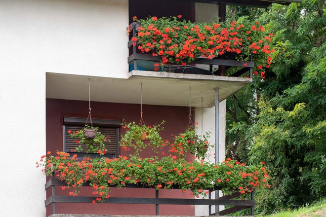 Trećeplasirani balkon je onaj obitelji Bok/Foto: Grad Daruvar
