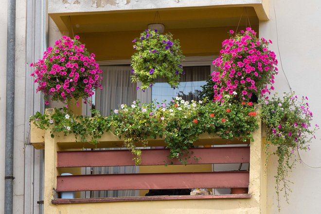 Drugo mjesto - balkon obitelj Vukoja/Foto: Grad Daruvar

