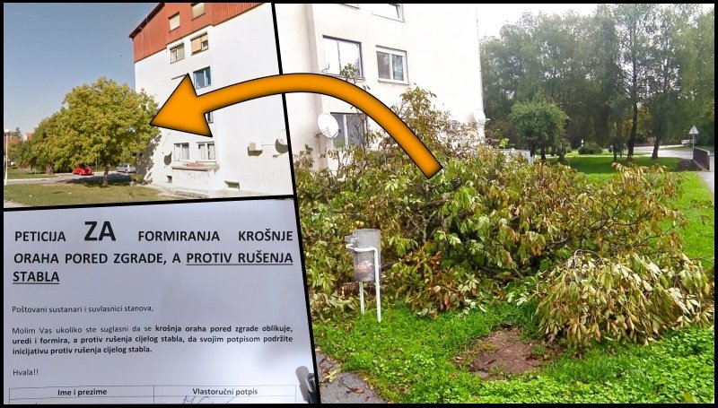 Fotografija: Stablo oraha na križanju ulica Petra Zrinskog i Kolodvorske ullice u Daruvaru je srušeno/Foto: MojPortal.hr
