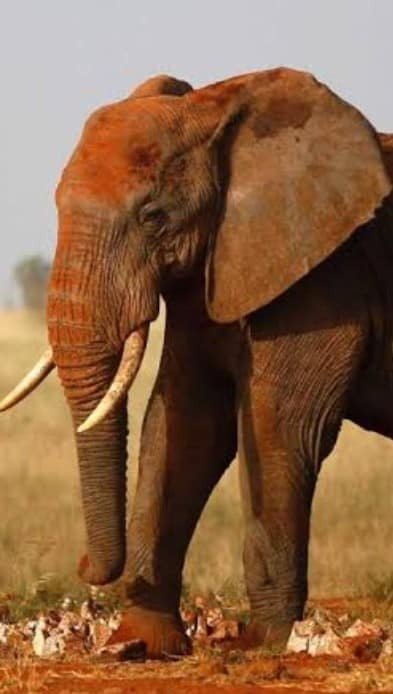 Slonovi u TSAVO WEST se prepoznaju po boji/Foto: Privatni album Zdenka Zvonarek
