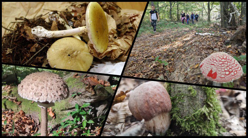 Fotografija: U listopadu se gljivama otrovalo pet puta više Hrvata nego lani: Zelena pupavka kobna /Foto: MojPortal
