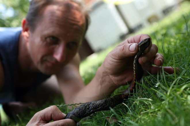 
Darko Karamazan će govoriti o zaštićenim zmijama u RH, te publici odgovoriti na pitanja što učiniti ako se susretnu sa zmijom/Foto: Danijel Soldo/CROPIX