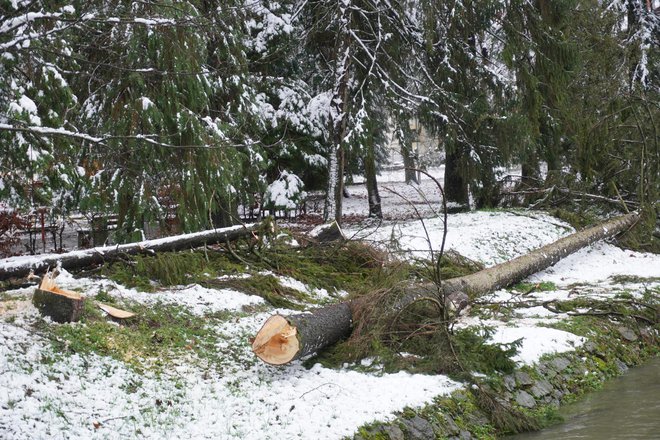 Stablo koje je palo preko Toplice/Foto: Nikica Puhalo/MojPortal.hr