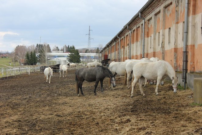 Konji su trenutno smješteni u privatnoj staji/Foto: Compas.hr