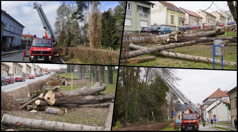 Fotografija: Porušena stabla u parku Antina Jankovića u Daruvaru/Foto: Mojportal.hr