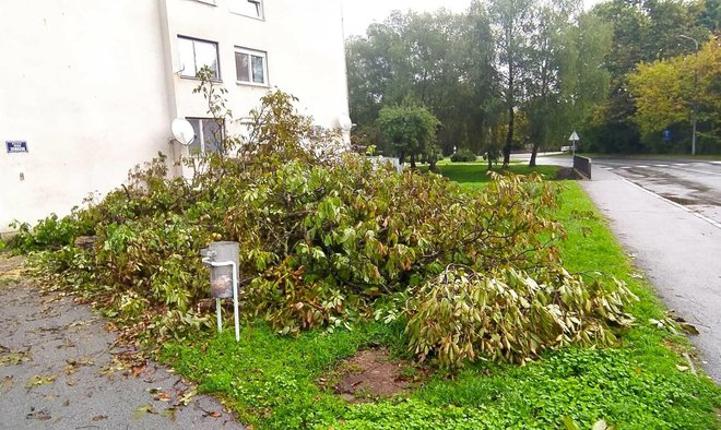 U Gradu kažu da se stablo svakako moralo rušiti zbog jakog korijenja oraha koje je već počelo oštećivati pješačku stazu, a bilo je i potencijalna prijetnja temeljima zgrade/Foto: MojPortal.hr
