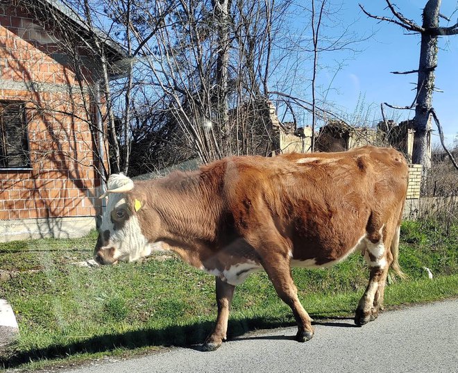 Krava snimljena prije dva dana u Kukunjevcu/Foto: Čitatelj