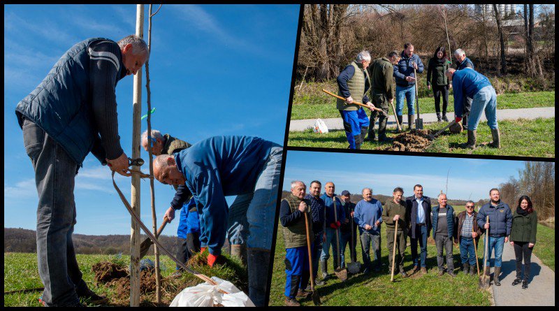 Fotografija: Daruvar je bogatiji za 20 novih stabala/Foto: Predrag Uskoković/Grad Daruvar