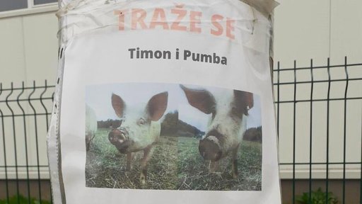 Je li tko vidio svinje Timona i Pumbu? Pitome su i izgubljene u Bjelovaru, vlasnik nudi nagradu