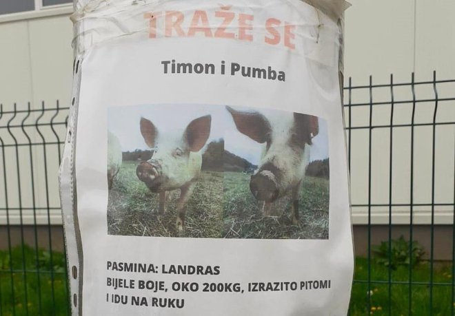 Oglas putem kojeg se traže izgubljeni Timon i Pumba/Foto: Čitatelj