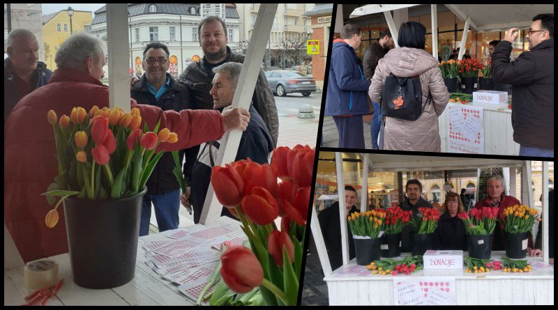 Fotografija: Kupujući tulipane, Daruvarčani su donirali ukupno 385 eura i na taj način pomogli rad Zaklade Ana Rukavina/Foto: Gradska organizacija SDP-a Daruvar
