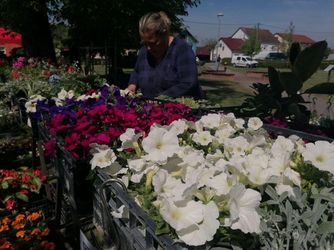 Velika gužva na štandovima domaćih proizvođača cvijeća/Foto: Janja Čaisa