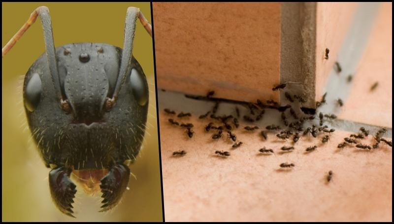 Fotografija: Mrava se teško riješiti, ali je ipak moguće/Getty Images/iStockphoto