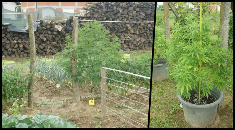 Fotografija: Vrt u kojem je rasla marihuana/Foto: PU virovitičko-podravska