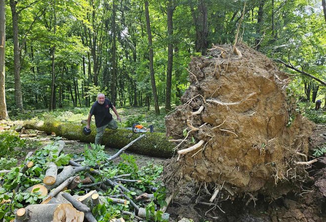 Radnici su danas došli na Omanovac ispilati porušena stabla/Foto: Nikica Puhalo/MojPortal.hr