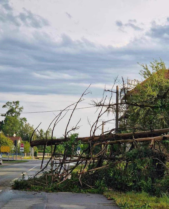 Srušena stabla na cesti u Dobrovcu nakon oluje/Foto: Čitatelj
