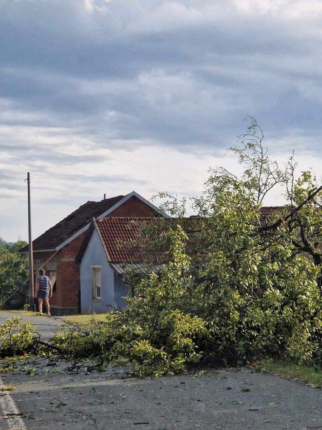 Stabla na cesti nakon oluje/Foto: Čitatelj