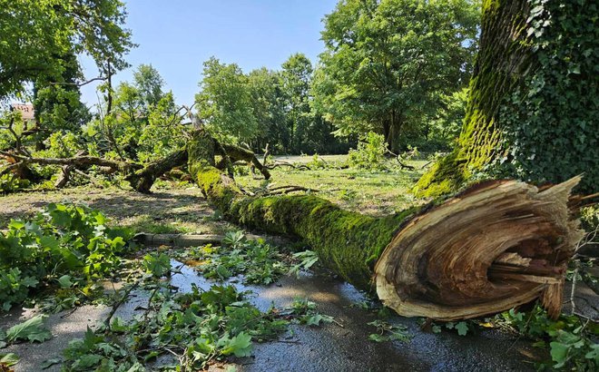 Srušena stabla u lipičkom parku/Foto: Nikica Puhalo/MojPortal.hr