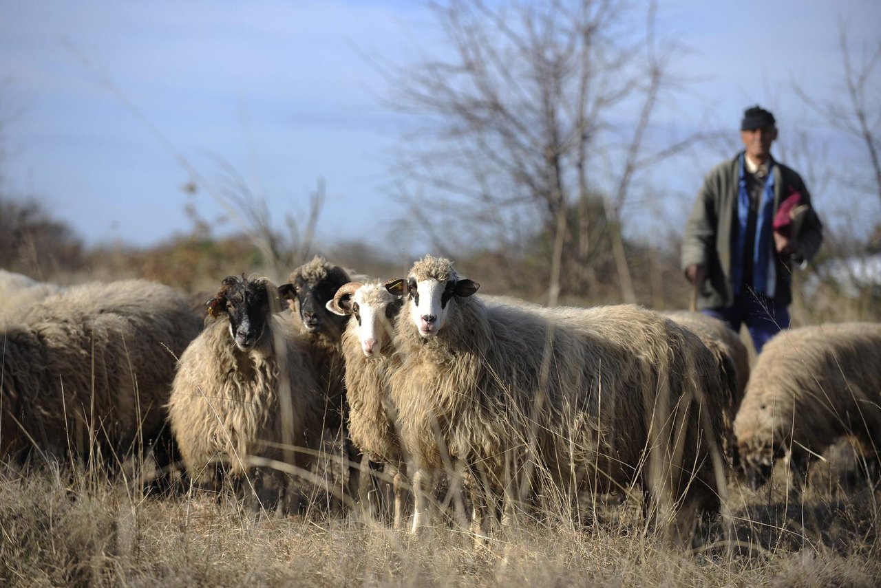 Fotografija: 
Vlasnika ovce čeka kazna/Foto: Niksa Stipanicev/CROPIX (Ilustracija)