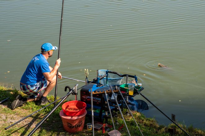 Najviše natjecatelja ulovilo je između 20 i 30 kg ribe/ Foto: Predrag Uskoković/Grad Daruvar