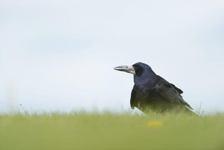 Fotografija: Gačac (Corvus frugilegus,) je Ptica godine 2024/Foto: Udruga BIOM/Ben Andrew