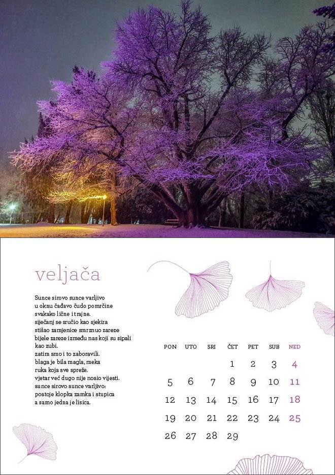 Svaki mjesec u kalendaru ima svoju pjesmu i fotografiju daruvarskog ginkga snimljenu u tom mjesecu/Foto: Saša Selihar