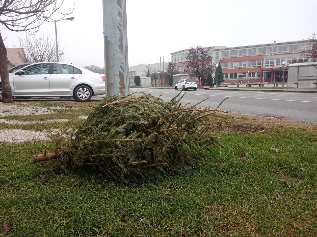 Fotografija: Na području Grada Bjelovara odvoz božićnih drvaca posebnim vozilima bit će u periodu od 8. do 12. siječnja/Foto: Deni Marčinković