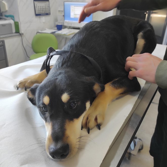 Ozlijeđeni psi u ambulanti/ Foto: Azil Šapa Bjelovar