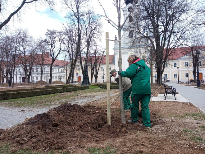 Cvjetni atelje Marina godinama je održavao zelene javne površine u Bjelovaru/ Foto: Deni Marčinković