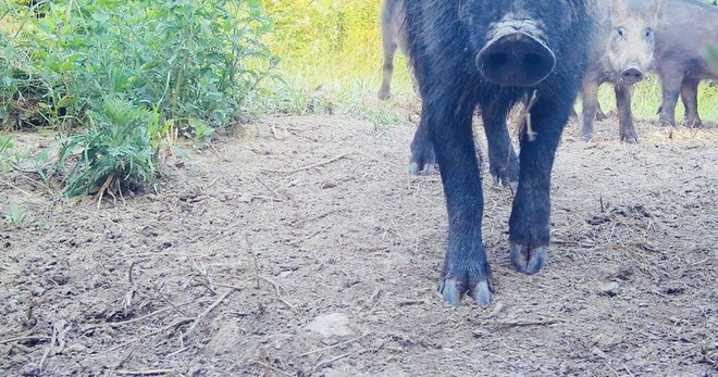 Dosad je Doroteja odstrijelila najviše divljih svinja/Foto: Privatni album