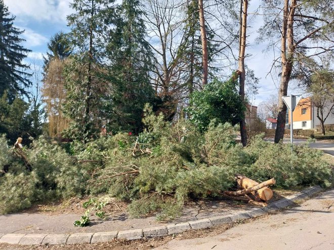 Rušenje stabala u Strossmayerovoj/ Foto:MojPortal