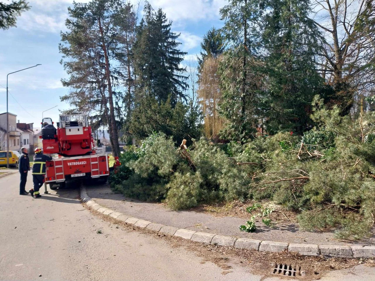 Fotografija: Rušenje stabala u Strossmayerovoj/ Foto:MojPortal
