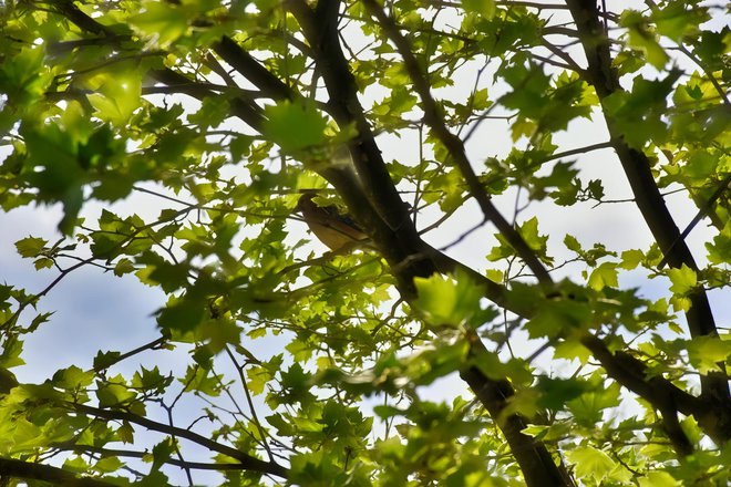 Promatranje ptica u Daruvaru/ Foto: BIOM, Tomislav Kukec/MojPortal.hr