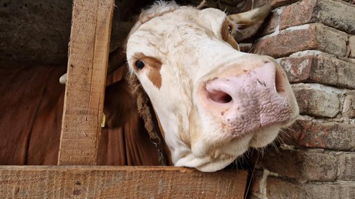 PORAZNA STATISTIKA U godinu dana nestalo 8000 muznih krava, 92.000 svinja i 174.000 peradi
