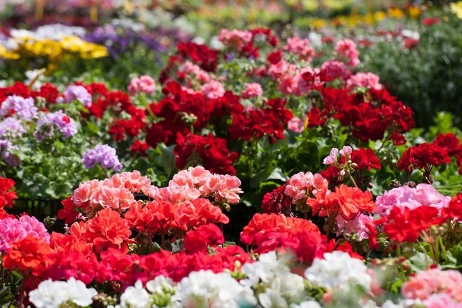 Cvjetni sajam ponudit će bogat izbor cvijeća, sadnica, trajnica, povrća, koji su uzgojili proizvođaci iz gotovo cijele Hrvatske/Foto: Matija Djanješić/CROPIX