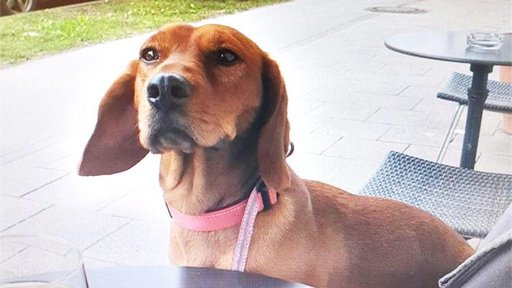 Ukraden pas brak jazavčar: "Vlasnik njegovu vrijednost procijenio na nekoliko tisuća eura"